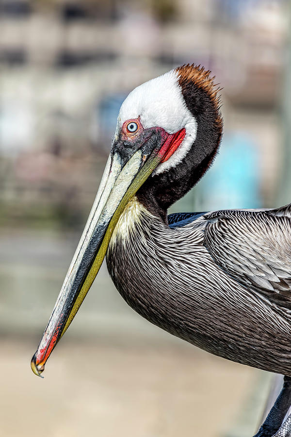 Brown Pelican Profile Photograph by Kelley King