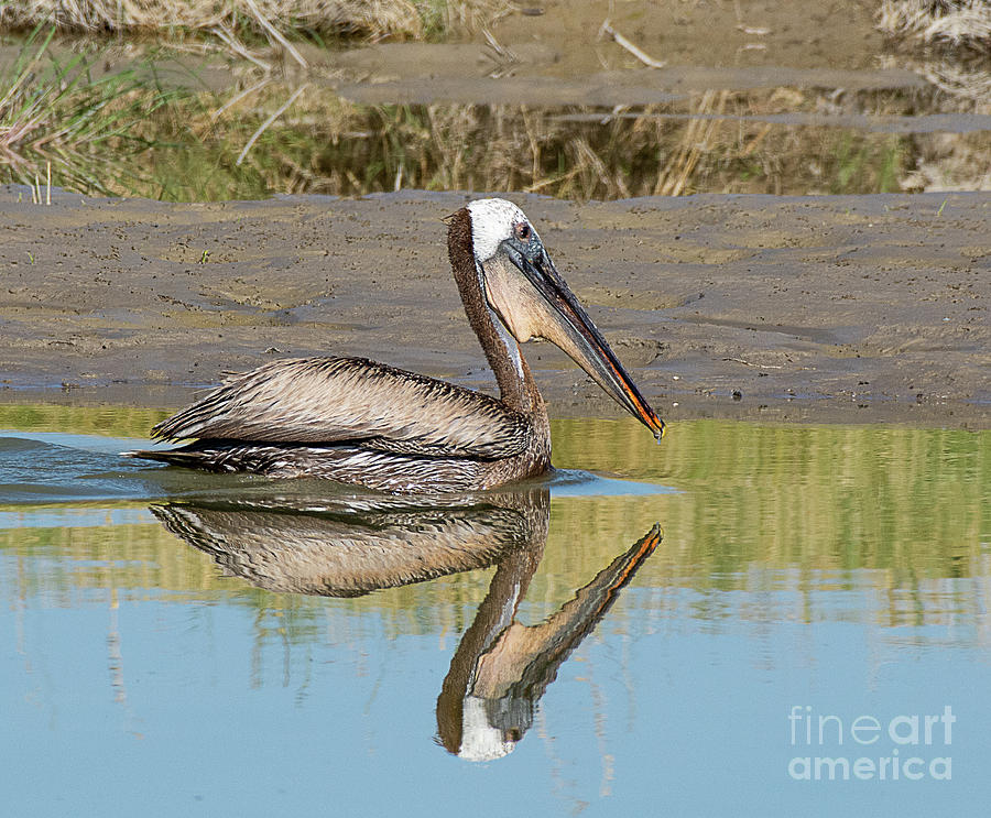 Brown Pelican Reflected Photograph