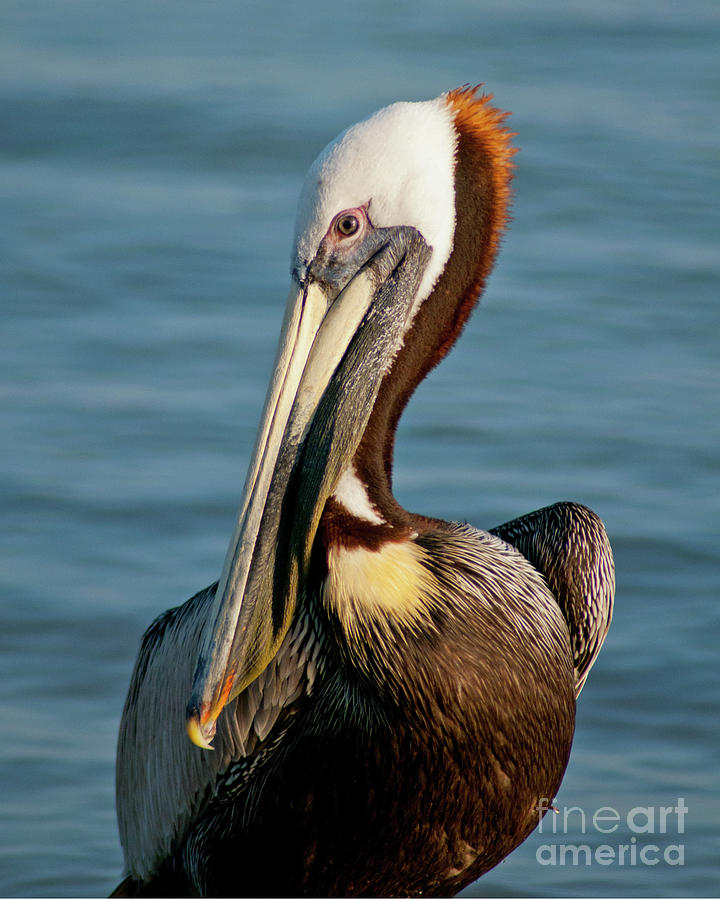 Brown Pelican Photograph by Stephen Whalen