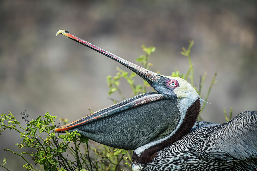 Brown Pelican Stretching, Galapagos Photograph by Tui De Roy