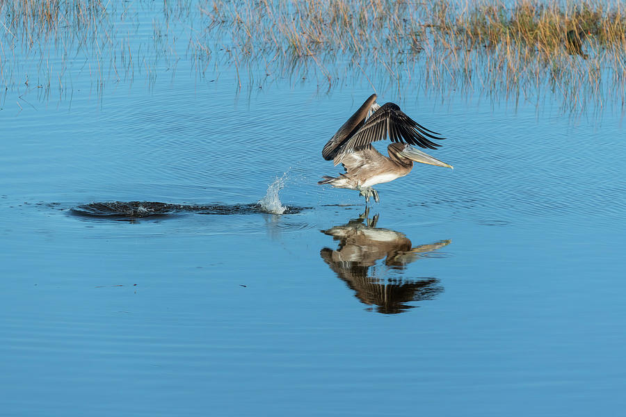 Brown pelican taking off from the water Photograph by Dan Friend
