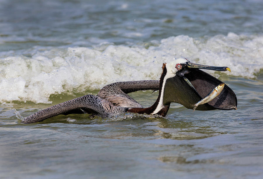 Brown Pelican With Catch Photograph