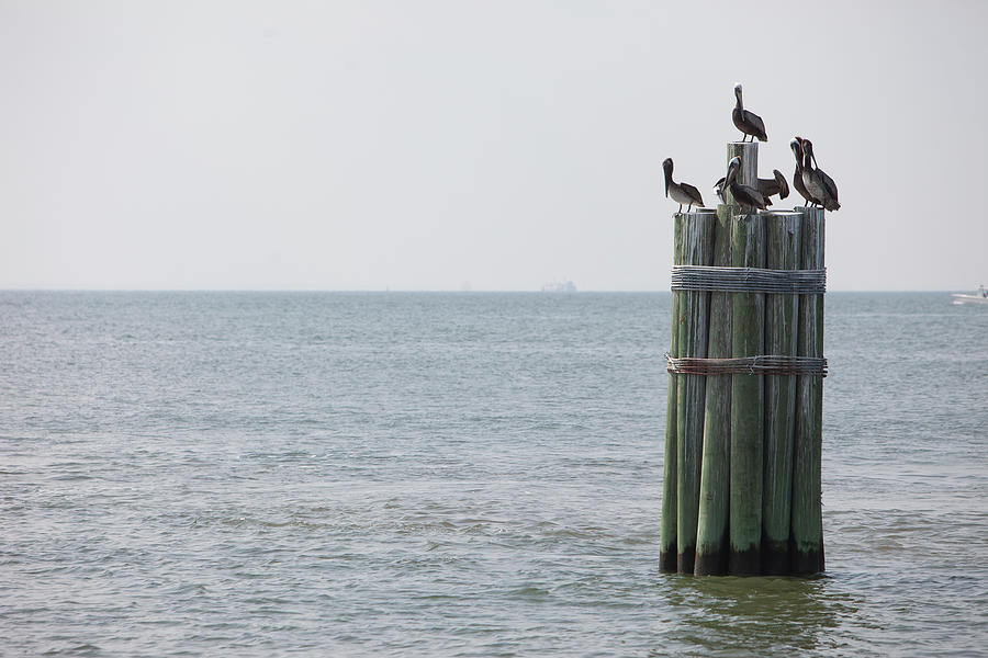 Brown Pelicans Resting On Ocean Pier Photograph by Photographer Kris Krüg