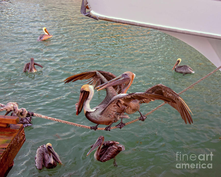 Brown Pelicans Squabbling Photograph by Catherine Sherman
