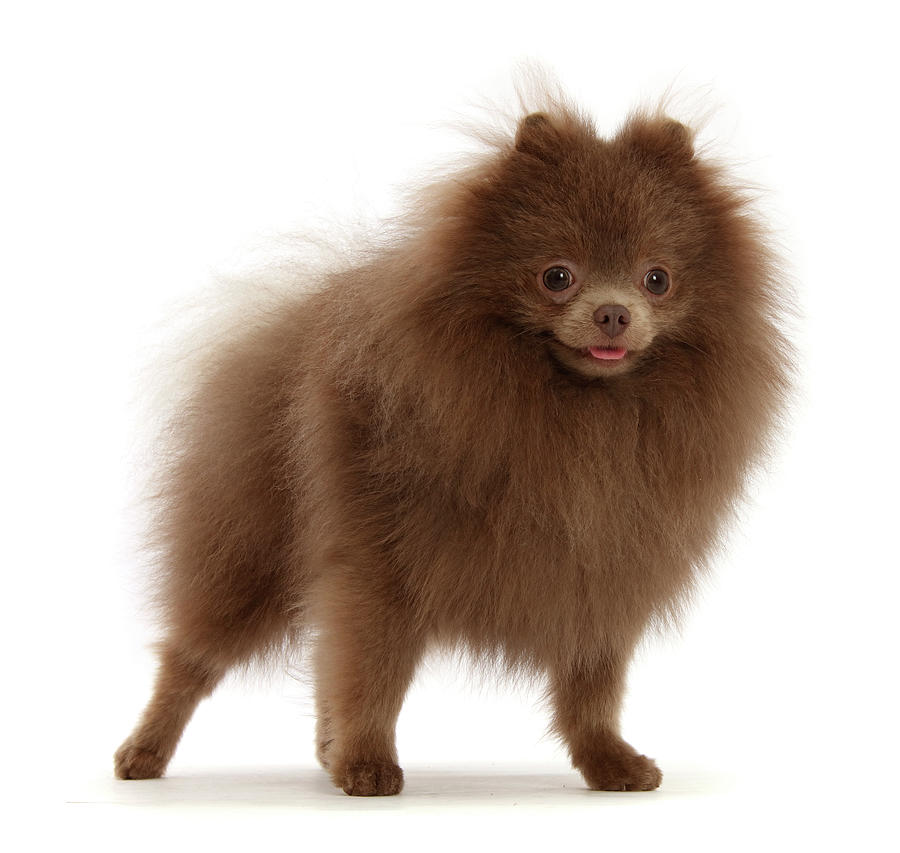 Brown Pomeranian Standing Photograph by Mark Taylor