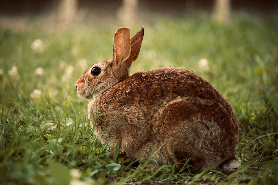 Cottontail Rabbit  Photograph by Rachel Morrison
