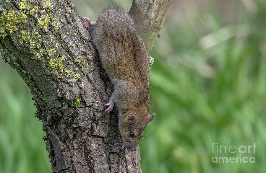 Brown Rat Climbing A Tree Photograph by Bob Gibbons/science Photo Library