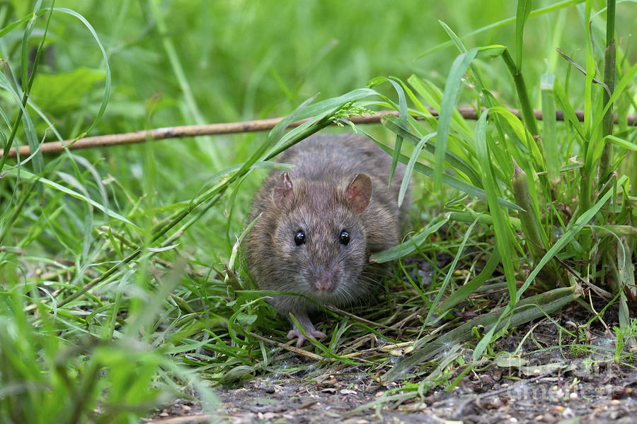 Brown Rat Photograph by Dr P. Marazzi/science Photo Library - Fine Art ...