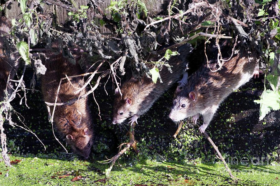 Brown Rat Family By Water Photograph by David Woodfall Images/science ...