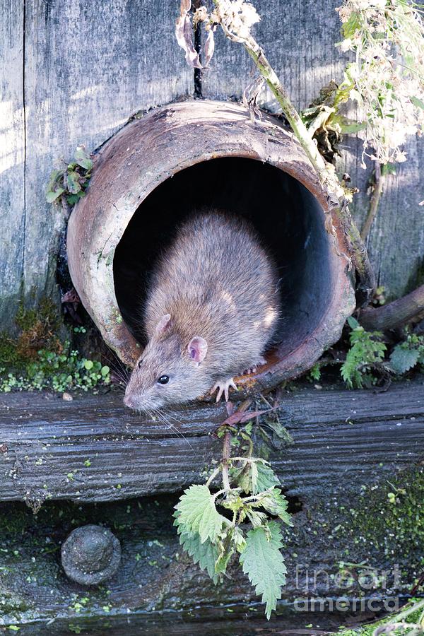 Brown Rat In A Pipe Photograph by David Woodfall Images/science Photo Library