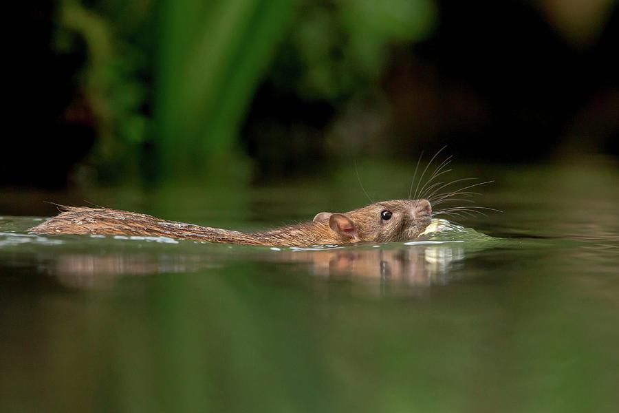 Brown Rat (rattus Norvegicus) Swimming Photograph by Sarah Darnell - Pixels