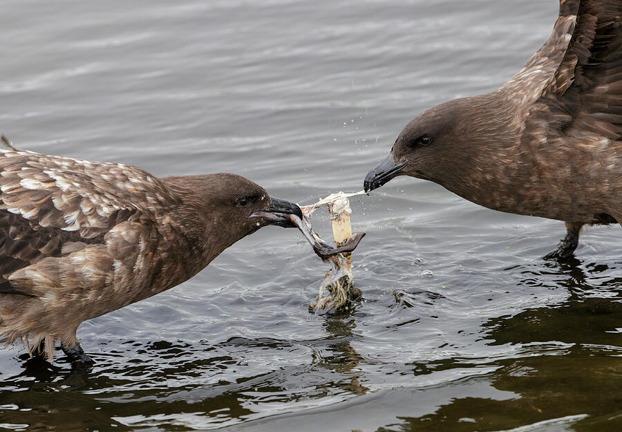 Brown Skua, Two Fighting Over Carrion Whilst Standing In Photograph by ...