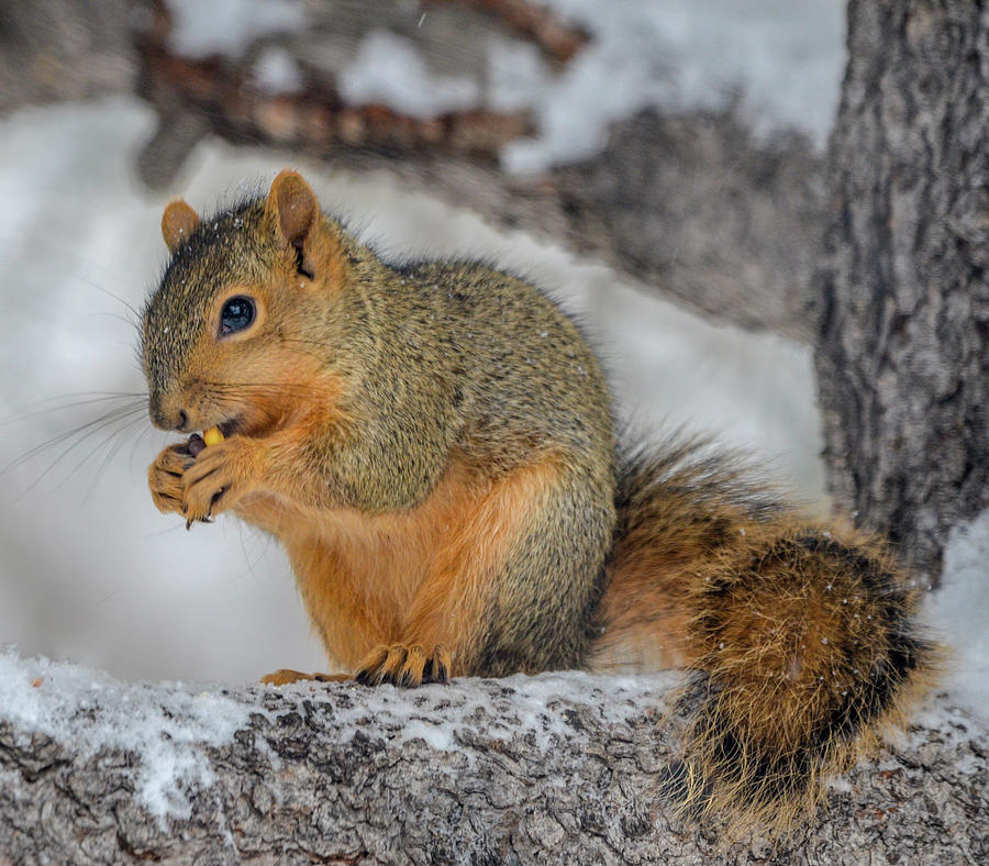 brown squirrel