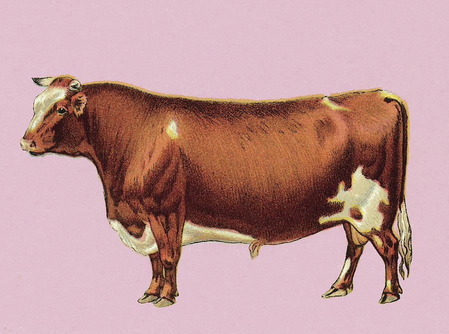 Vintage Drawing - Brown Steer by CSA Images