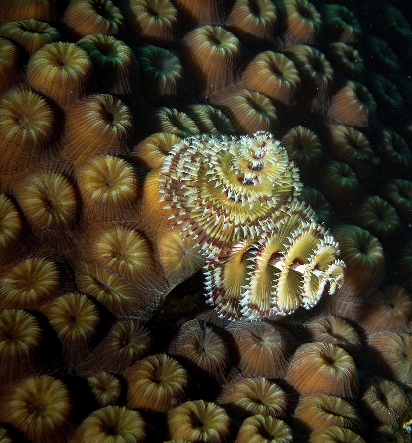 Brown Striped Tubeworm Photograph by Jean Noren