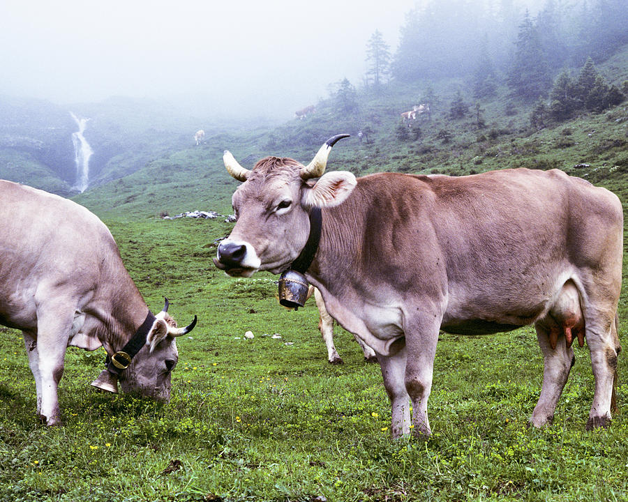 Brown Swiss Cows In A Foggy Meadow Photograph by Jeffgoulden