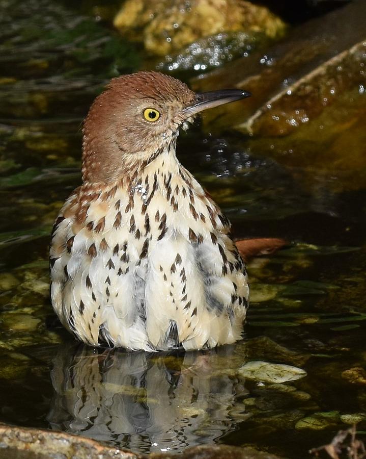 Brown Thrasher Photograph by Chip Gilbert