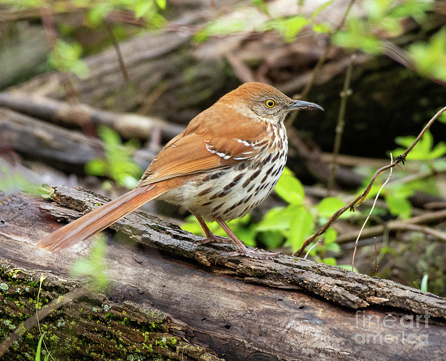 Brown Thrasher Photograph By Dennis Hammer - Fine Art America