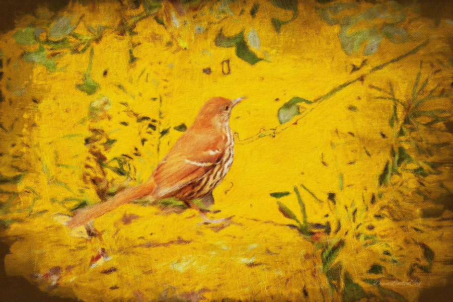 Brown Thrasher Visits Photograph by Diane Lindon Coy