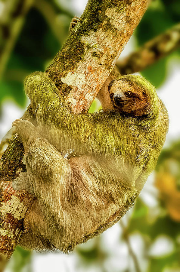 Brown Throated Three Toed Sloth Bradypus Variegatus Photograph By