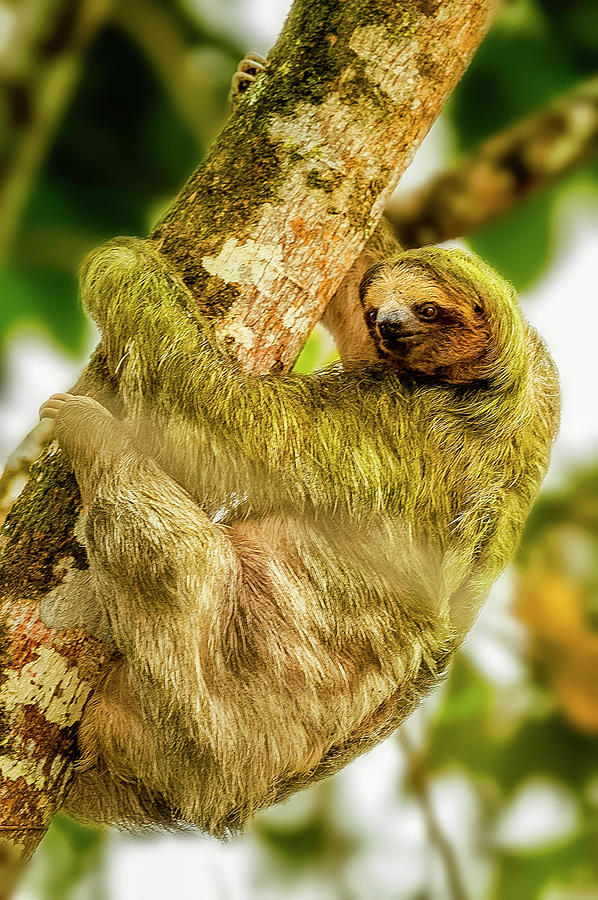 Brown Throated Three Toed Sloth Bradypus Variegatus Photograph By Myer Bornstein Pixels