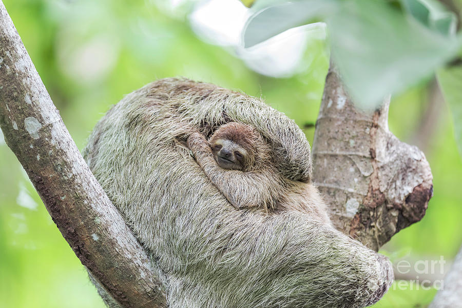 Brown-throated Three-toed Sloth Photograph by Dr P. Marazzi/science Photo Library