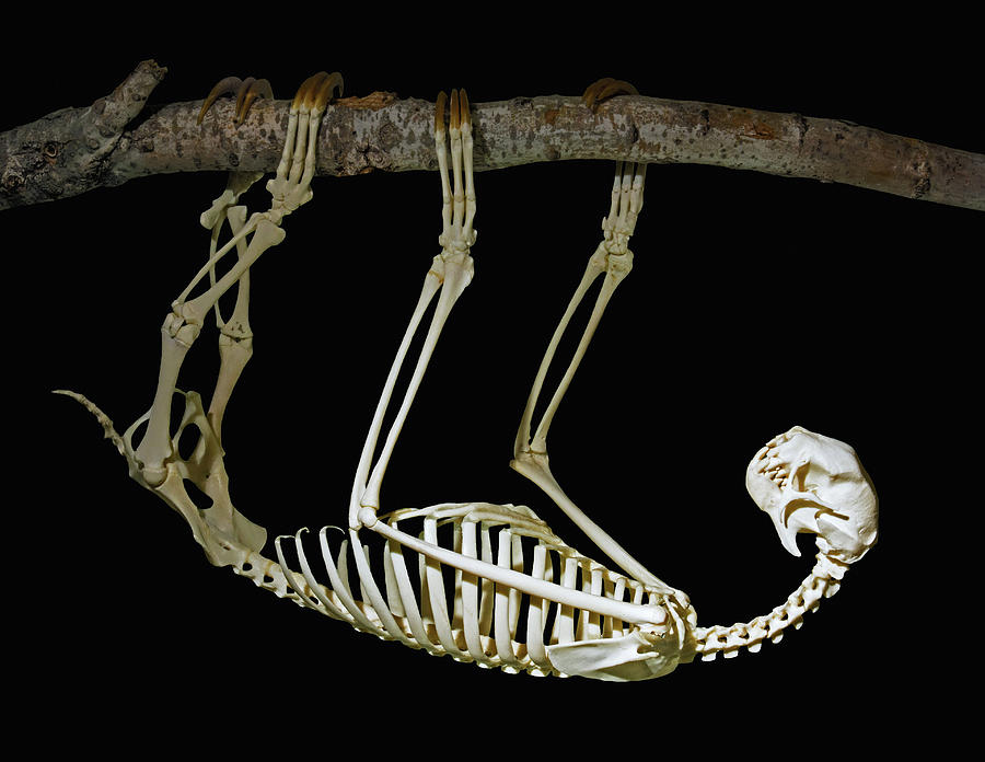 Brown-throated Three Toed Sloth Skeleton Photograph by Millard H. Sharp
