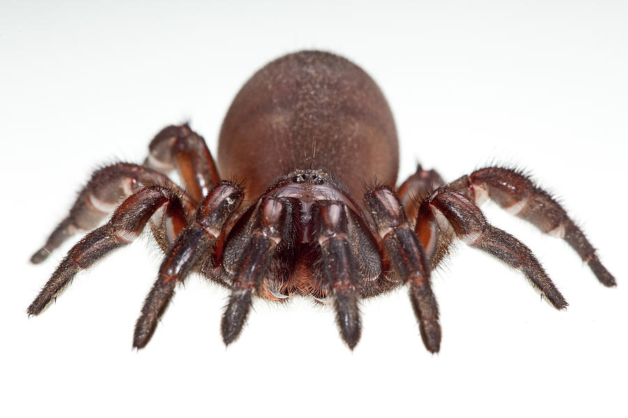 Brown Trapdoor Spider Fam. Idiopidae Photograph by Nhpa - Fine Art America