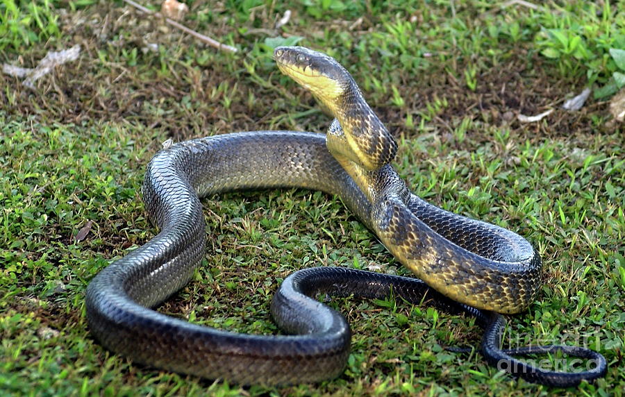 Brown Tree Snake (boiga Irregularis) by Us Department Of Agriculture ...