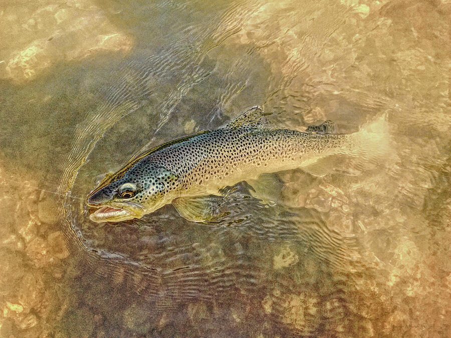 Brown Trout On Photograph by Jennie Marie Schell