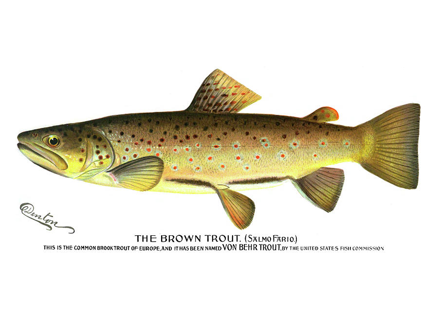 Wildlife Painting - Brown Trout by Mountain Dreams