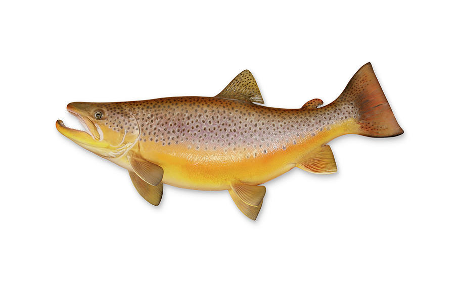Brown Trout With Clipping Path Photograph by Georgepeters