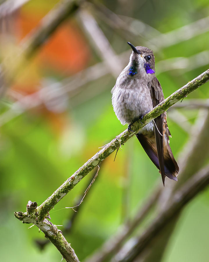 Brown Violetear Fincas Verdes San Antonio Tolima Colombia Photograph by Adam Rainoff