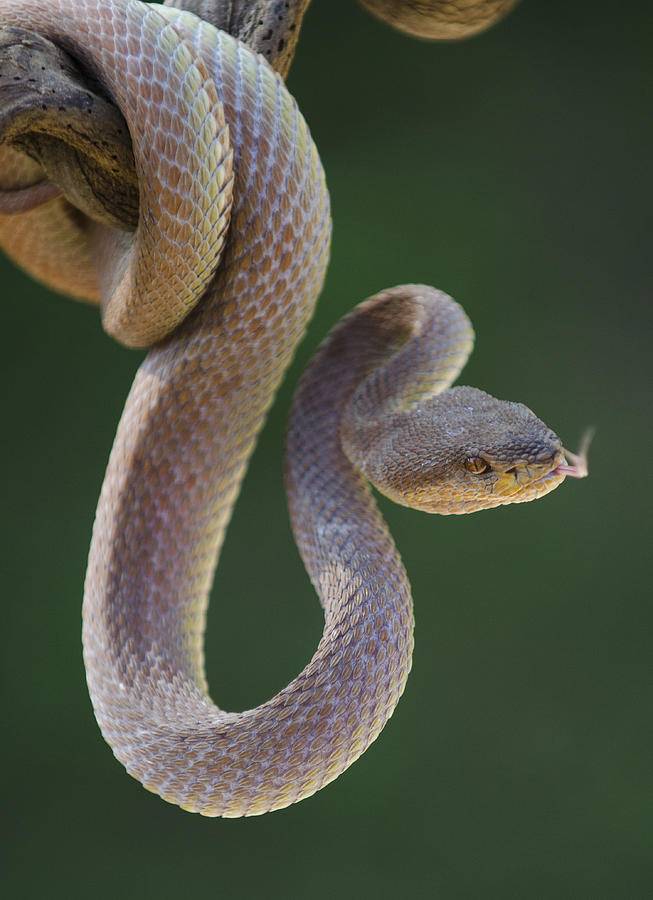 Snake Photograph - Brown Viper by Rawisyah Aditya