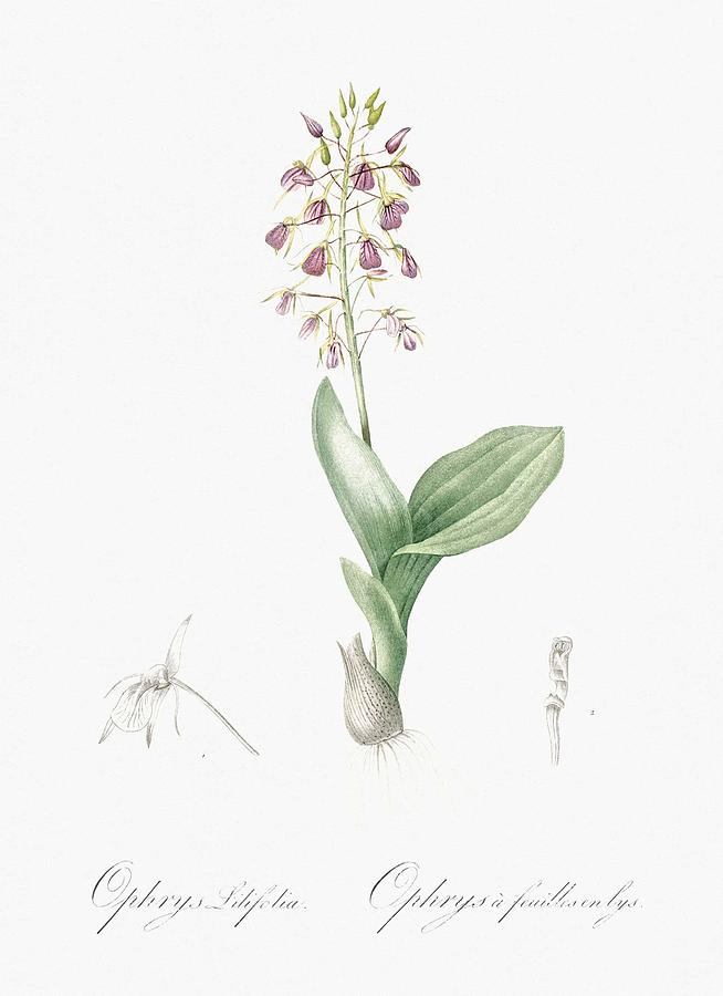 Spring Painting - Brown widelip orchid illustration from Les liliacees  1805  by Pierre Joseph Redoute  1759-1840  by Celestial Images