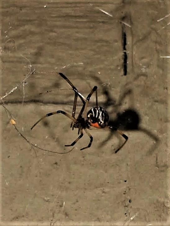 Brown Widow Spider In The Lower Garden District Of New Orleans Louisiana Photograph by Michael Hoard