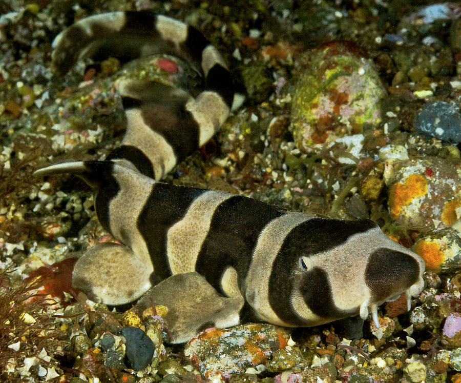 Brownbanded Bamboo Shark Juvenile On Sea Floor, Indonesia Photograph by