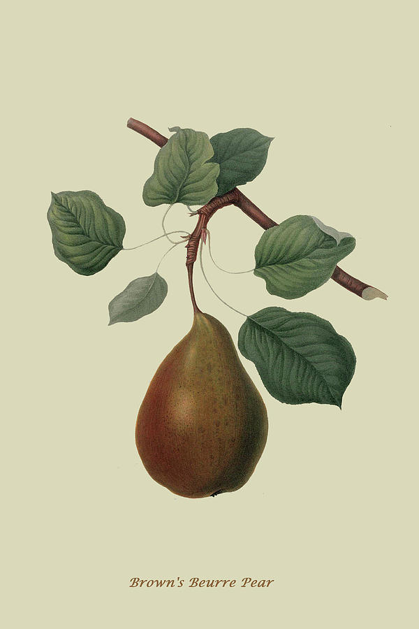 Browns Beurre Pear Painting by William Hooker
