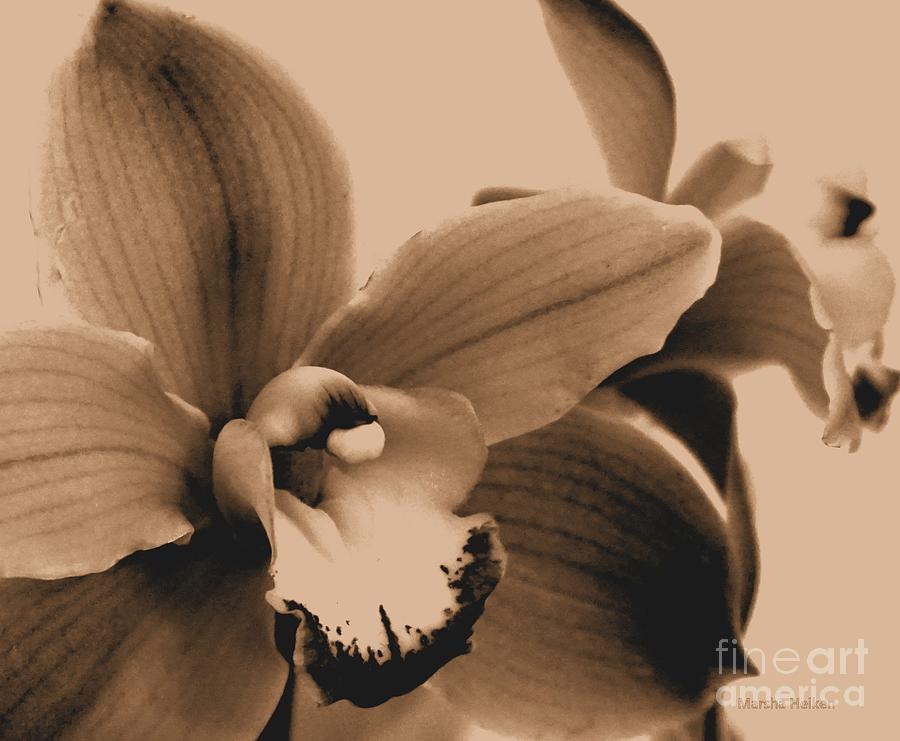 Browntone Orchid Macro Photograph by Marsha Heiken