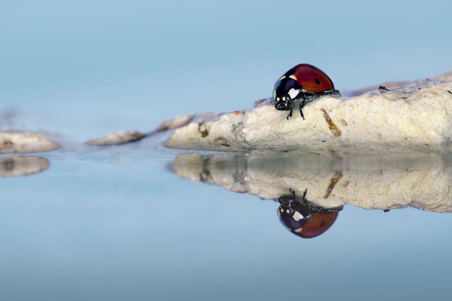Ladybug Photograph - Brrrhh. Seems To Be Cold This Morning :) by Fabien Bravin
