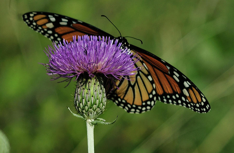 Butterfly Photograph - Brsp8921cr by Gordon Semmens