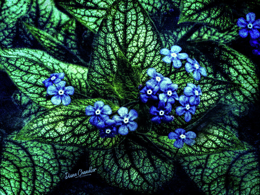 Brunnera by Diane Chandler Brunnera by Diane Chandler
