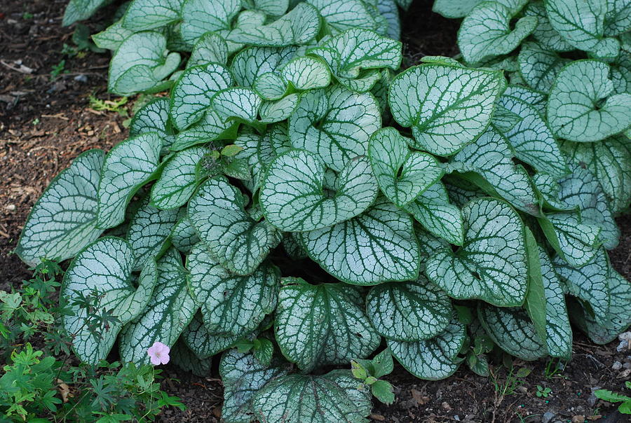 Brunnera Jack Frost Plant Photograph by Ee Photography