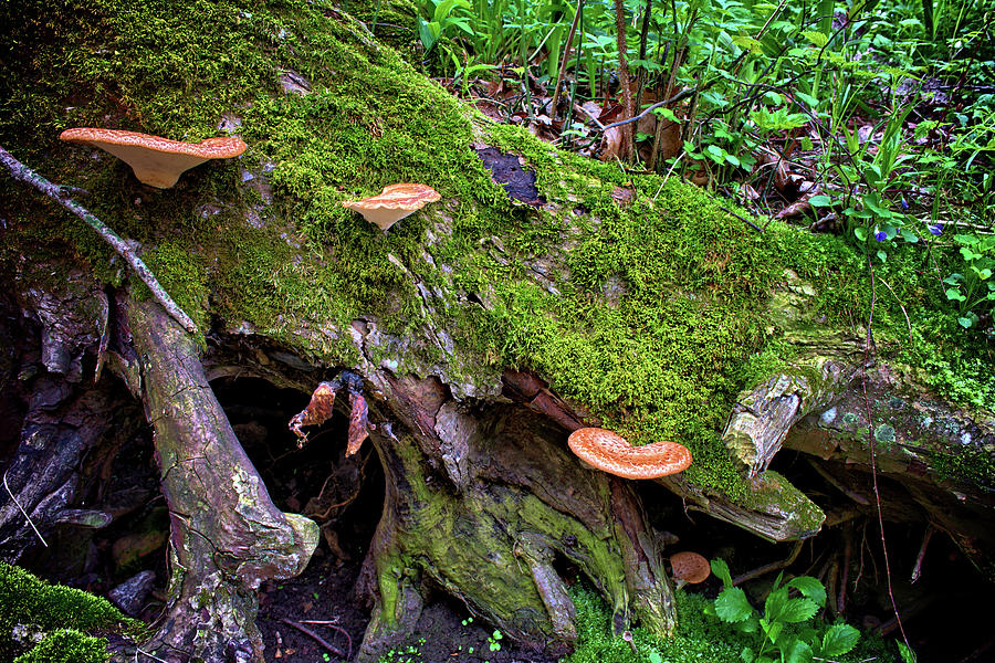 Brush Creek Fungus Photograph by Bonfire Photography