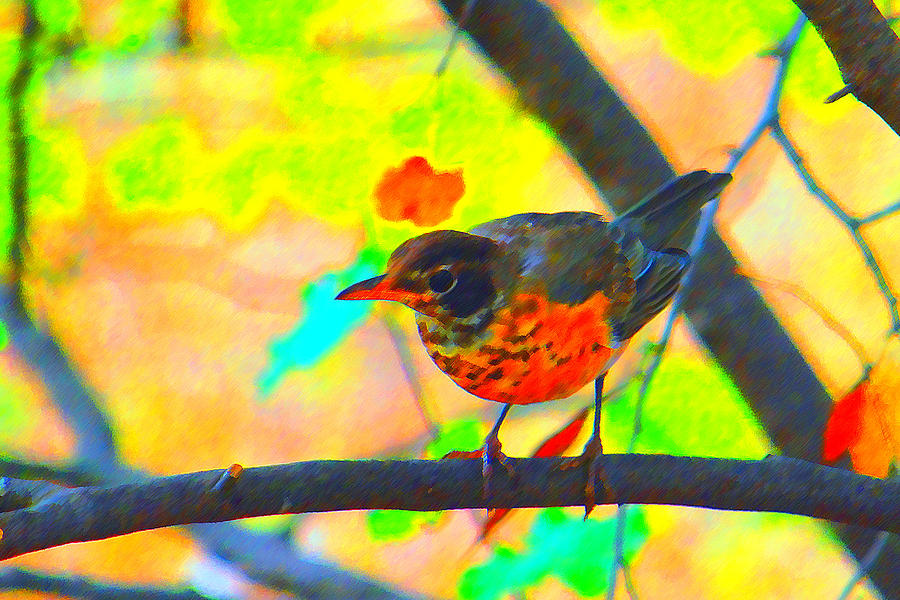Robin Photograph - Brushed Robin by Edward Swearingen Robin Photograph - Brushed Robin by Edward Swearingen