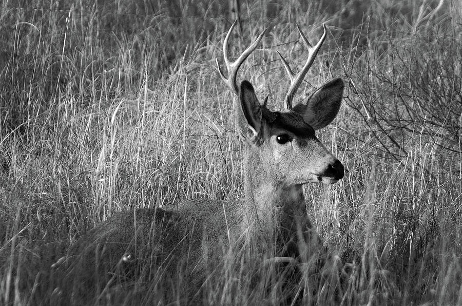 Brushed Up - Deer, Texas Panhandle Photograph by Richard Porter
