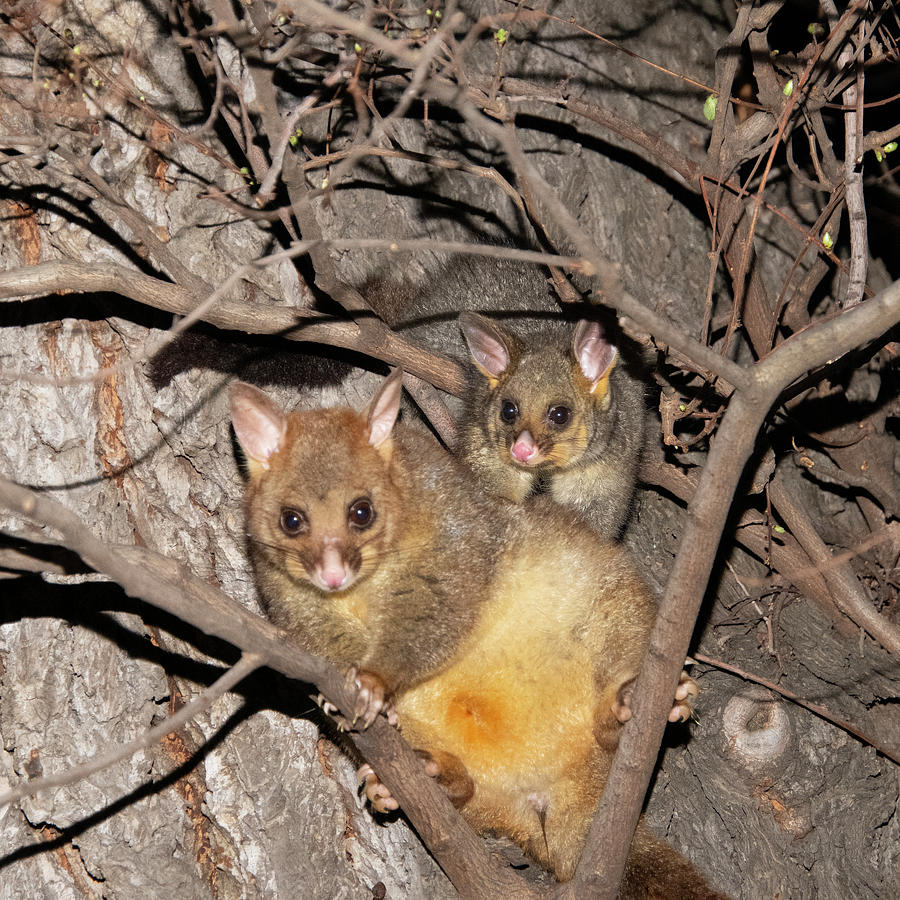 Brushtail Possums Photograph by Patrick Nowotny