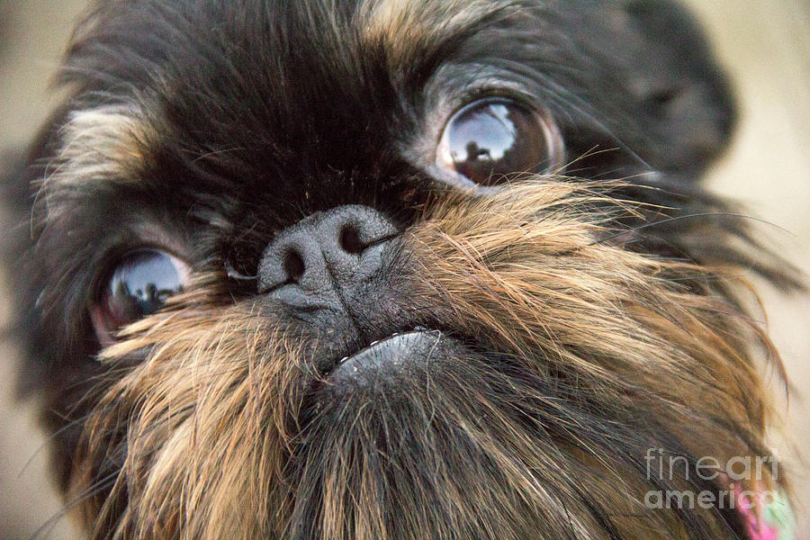 Brussels Griffon Pleading to Play Photograph by Jeannette Hunt