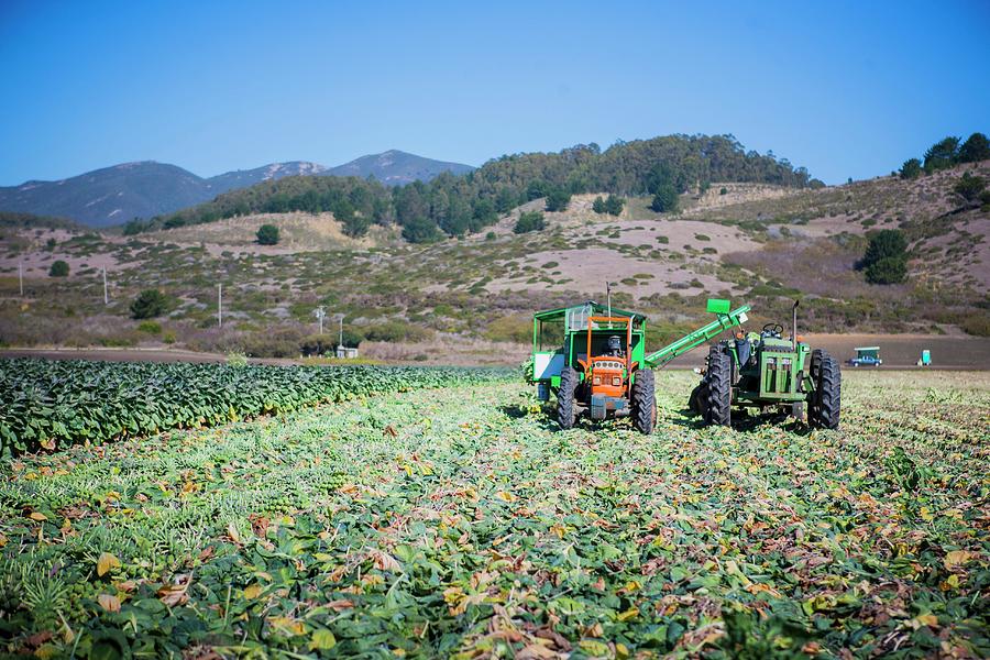 Brussels Sprouts Being Harvested With Machines Photograph by Kent Hwang Photography