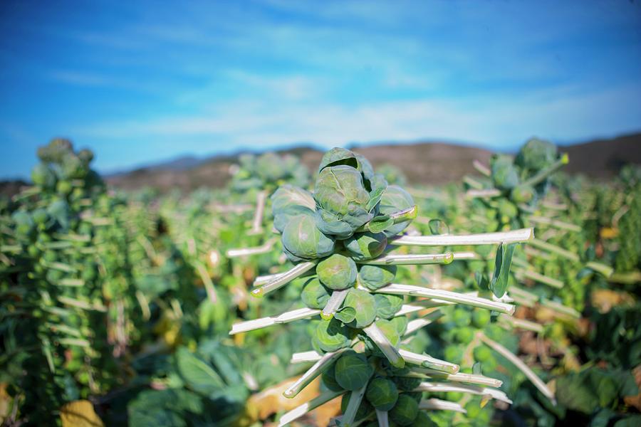 Brussels Sprouts Plants With Leaves Removed In A Field Photograph by Kent Hwang Photography